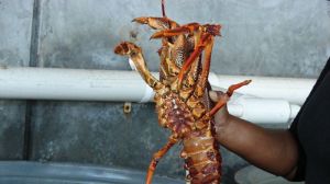 Rock lobster fishers have frustrating start to season in Robe