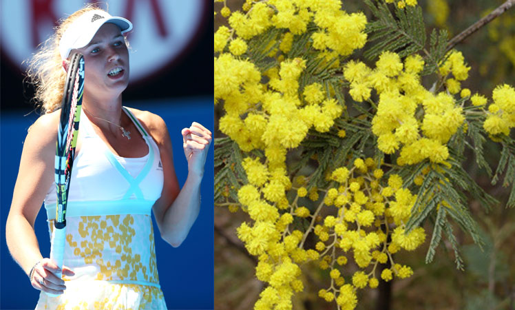 WOZNIACKI+WATTLE