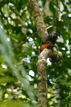 Tamarin-monkey