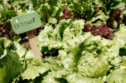 Lettuce is great for beginners. Getty.