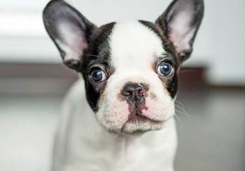 french-bulldog