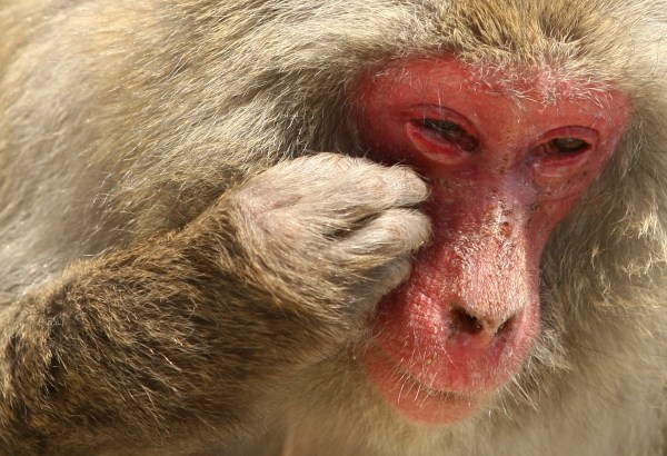 Even monkeys suffer allergies to pollen. Source: Getty.