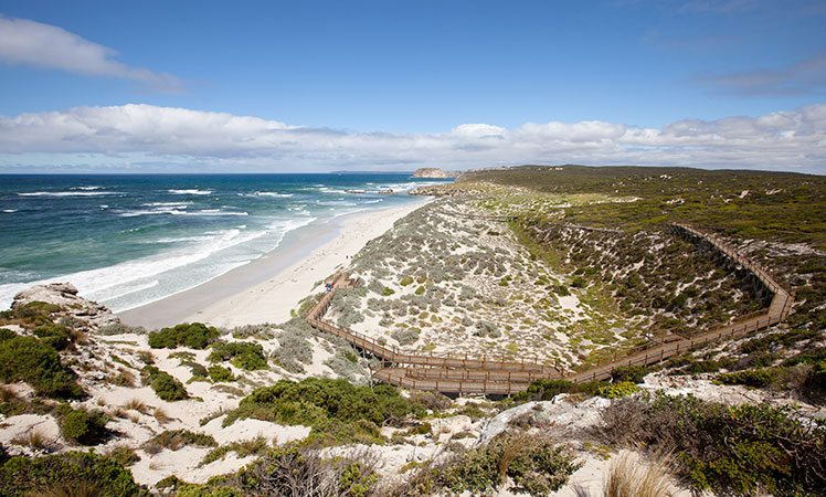seal-bay-south-australia