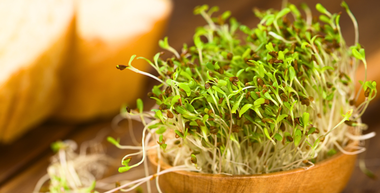 Alfalfa sprouts. Photo: Shutterstock