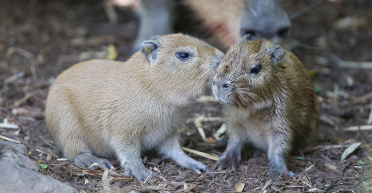 Newborn South American capybaras at Adelaide Zoo.