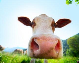 Cows are world class belchers. Photo: Shutterstock