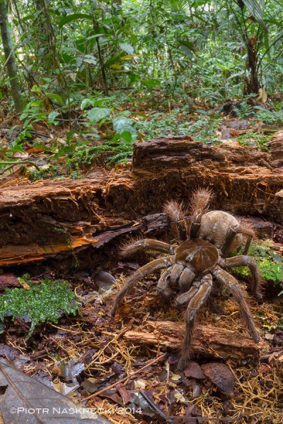 Goliath birdeater spider Piotr Naskrecki