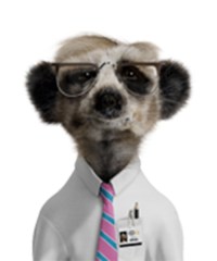 sergei-meerkat