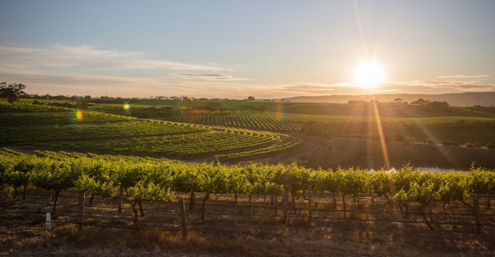 South Australia wine region