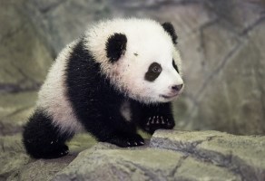 Bao Bao panda cub