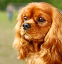 King Charles Cavalier Spaniel