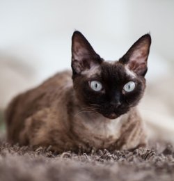 Devon Rex cat