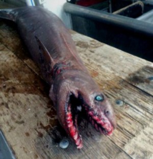 Frilled shark