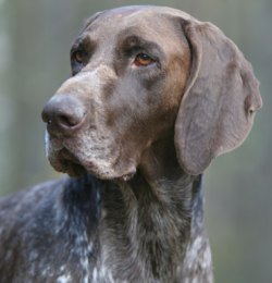 German shorthaired pointer