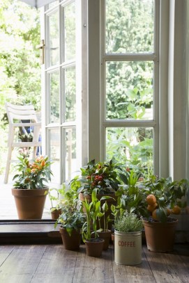 Plants can lift both indoor and outdoor spaces. PHoto: Shutterstock