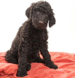 Labradoodle
