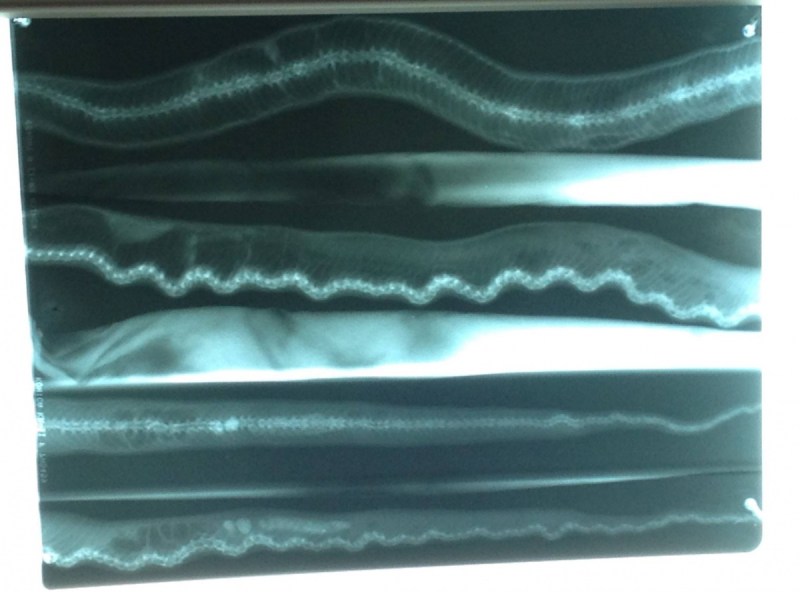 Rocky's x-rays revealed the condition. Photo: Reptile Rescue Tasmania
