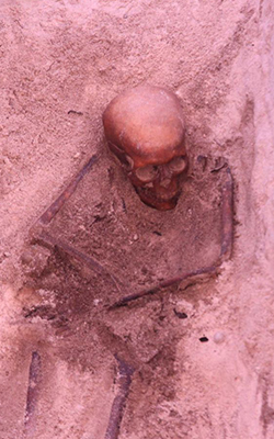 Skeleton believed to be from Batavia shipwreck. Photo: ABC.