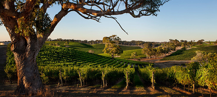 Photo: Longview Vineyard Facebook