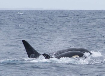 orca whale great white shark