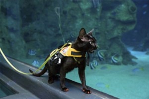 Check out the look the cat is giving that fish tank.