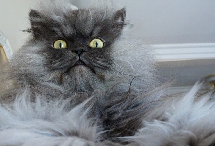 colonel meow