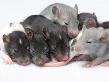 mice-130315-newdaily