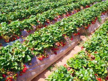 strawberry pesticide 