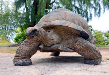 Slow and steady wins the race. Photo: Shutterstock