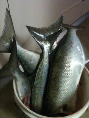 293349_10150369227092316_4135217_n 2