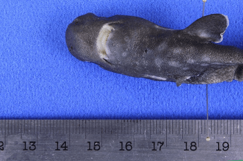 Screen Shot 2015-04-28 at 10.21.02 am