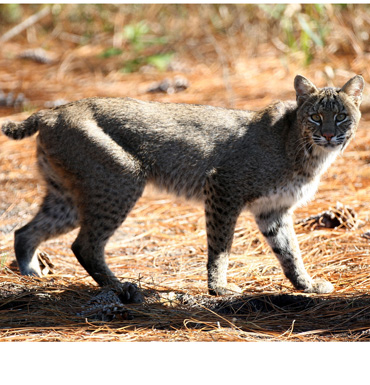 florida bobcat