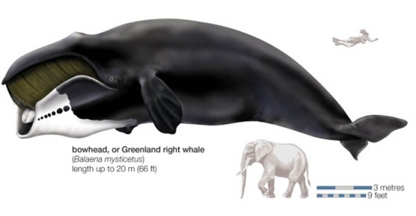 bowhead whale