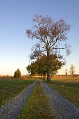 Rural properties promise tranquility and safety for families. Photo: Shutterstock