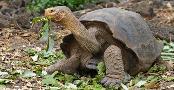 galapagos tortoise