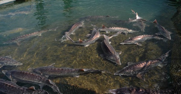 lake-sturgeon-fish