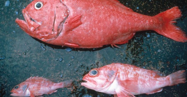 orange roughy fish