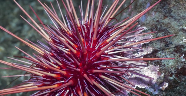 red-sea-urchin