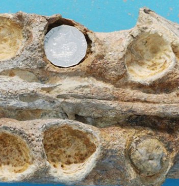 The tip of the Kronosaurus jaw, with a 50c coin inside one of the tooth sockets.
