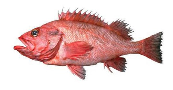 rougheye rockfish