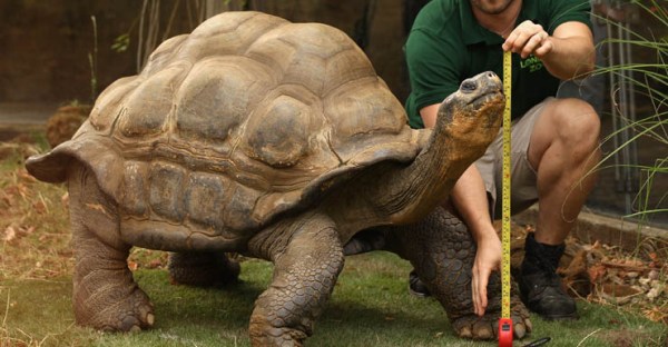 giant tortoise