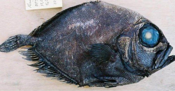 warty oreo fish