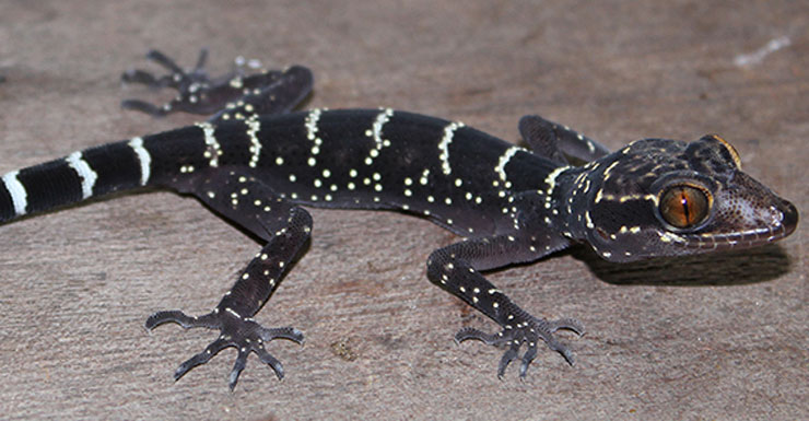 10000-reptile-28515-newdaily