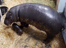 The calf has some serious growing to do. Source: Zoos Victoria.