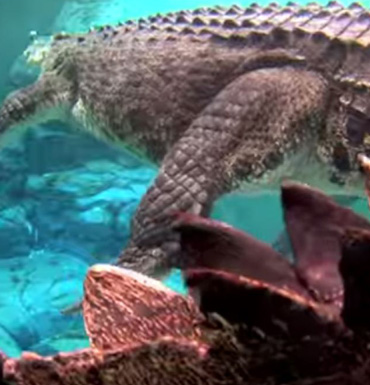 Burt is now a star attraction at Crocosaurus Cove.