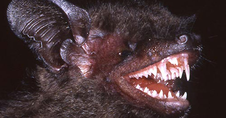 fang-bat-28515-newdaily