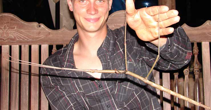 stick-insect-28515-newdaily