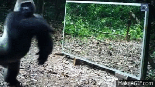 Gorilla_mirror_2