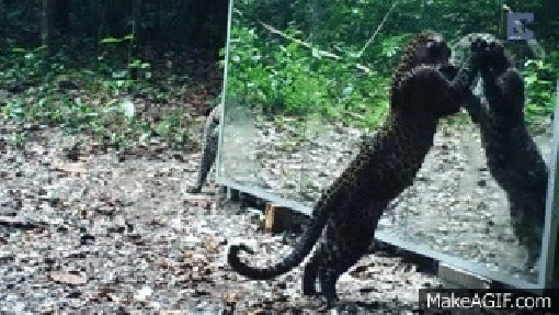 Leopard_mirror