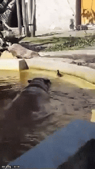 Is the hippo a friend or foe?